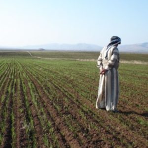 کشاورزی عراق